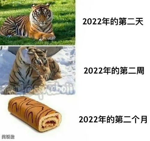 我今年的规划：