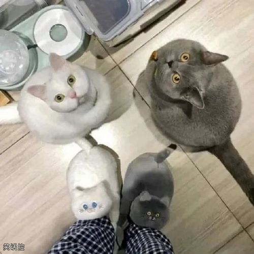 喵喵凝视：你穿的啥？