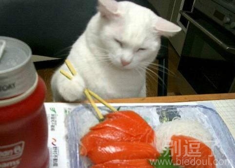 喵星人你这是闹哪样？