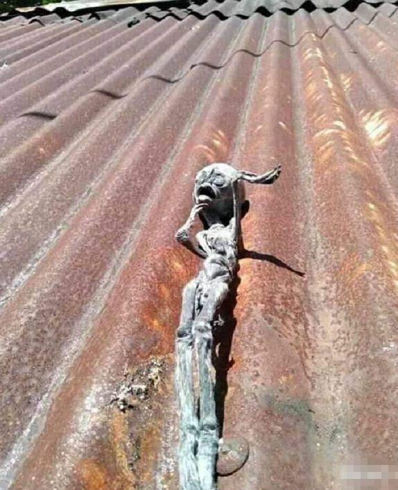 “在破房顶上面看到的,已经晒干了,这是什么玩意啊?” “在破房顶上面看到的,已经晒干了,这是什么玩意啊?”