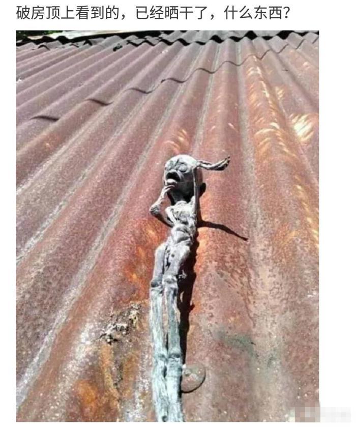 “在破房顶上面看到的，已经晒干了，这是什么玩意啊？”
