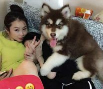 汪星人，我给你狗粮，你给我个妹子被