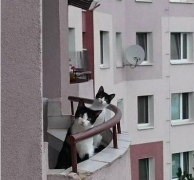 隔壁来了新朋友了 隔壁来了新朋友了