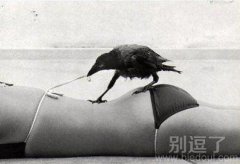 色鸟，一会你就完蛋啦