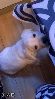 委屈巴巴 委屈巴巴