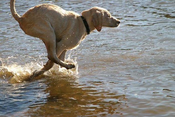 搞笑图片--谁说猫儿不如狗？