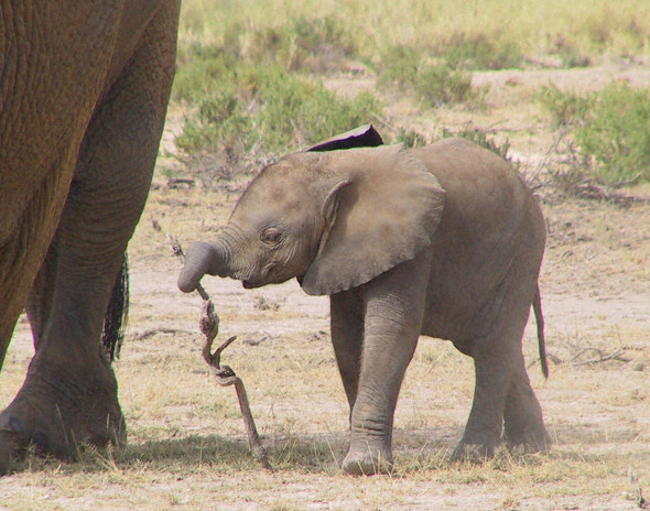 动物利用工具是高手