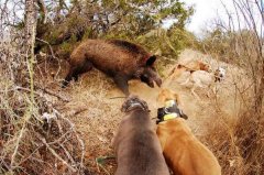猎狗围攻野猪 猎狗围攻野猪