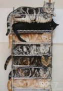 鞋架还是猫咪架。
