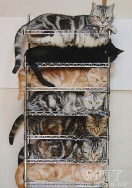 鞋架还是猫咪架。