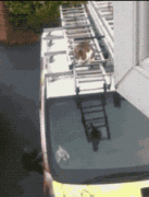 为了见女友，再宽的距离也能跳过来