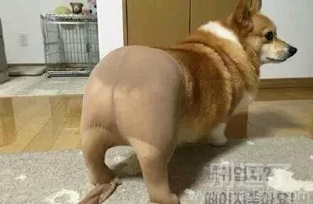 人家穿丝袜照样美腻