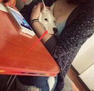 瞧！汪星人这一脸陶醉样。。。