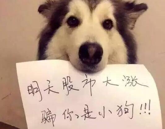 逗比汪星人! 逗比汪星人!