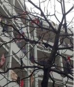 女寝室楼下的大树，此画面太震撼！