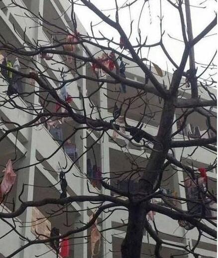 女寝室楼下的大树,此画面太震撼! 女寝室楼下的大树,此画面太震撼!