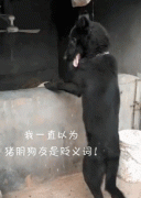 传说中的猪朋狗友，这是真的好哥们