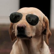 一只酷酷的小狗。