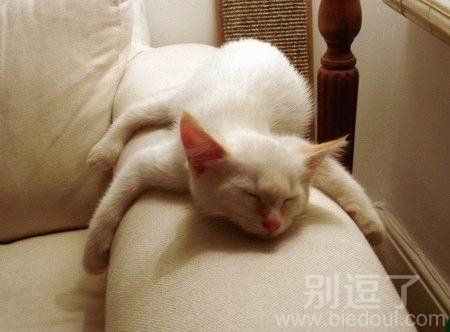 一只懒惰的喵星人。 一只懒惰的喵星人。