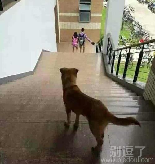 单身狗的生存现状