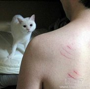 你特么就一铲屎的还想上我？