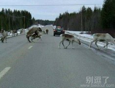 正在过马路的动物。 正在过马路的动物。