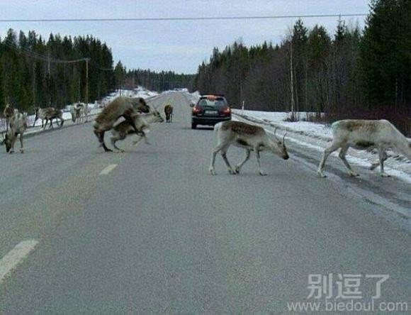 正在过马路的动物。