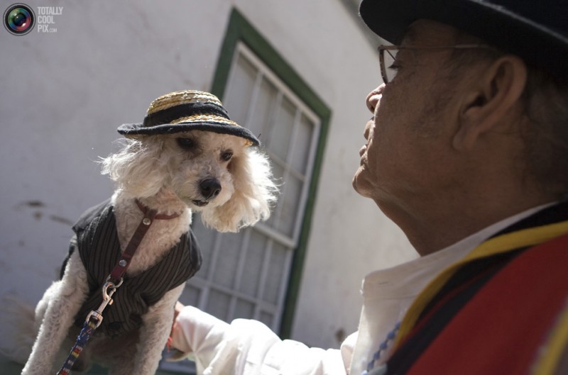 新年新气象,宠物狗装扮聚会。