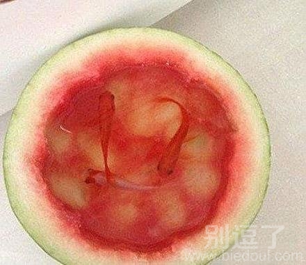 用西瓜皮来养金鱼儿,不错的创意啊 用西瓜皮来养金鱼儿,不错的创意啊