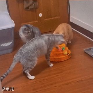 黑猫:吓老子一跳 黑猫:吓老子一跳