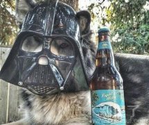 一只很酷的汪星人。 一只很酷的汪星人。