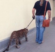 这个宠物很霸气