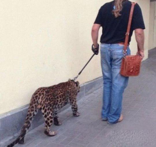 这个宠物很霸气 这个宠物很霸气