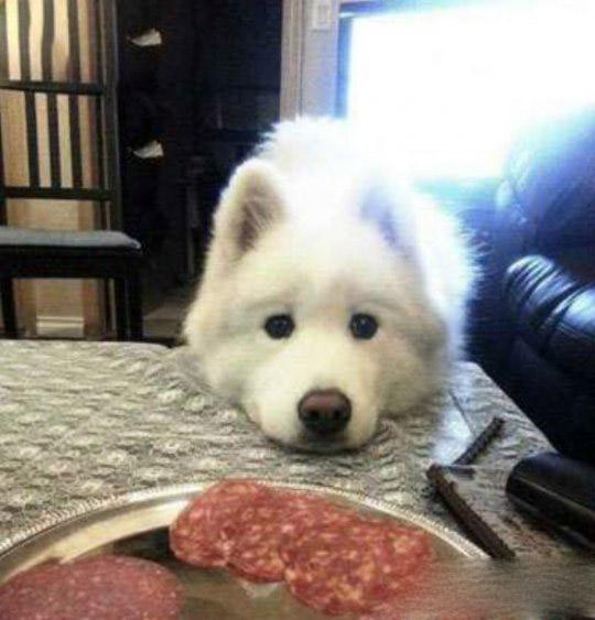 好可怜的样子呀内涵图片 好可怜的样子呀内涵图片