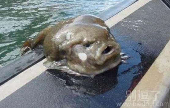 恐怖怪鱼,好恶心啊 恐怖怪鱼,好恶心啊