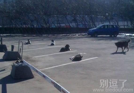 停狗位,让让地方哎- - 停狗位,让让地方哎- -