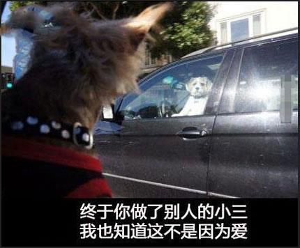 哈哈哈神一样没节操的图片配文 哈哈哈神一样没节操的图片配文