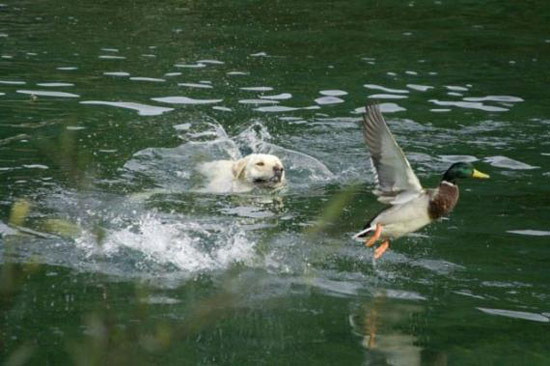 趣图：我是一只小小鸟