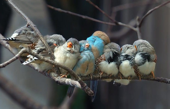 趣图：我是一只小小鸟