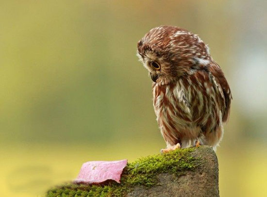 趣图：我是一只小小鸟