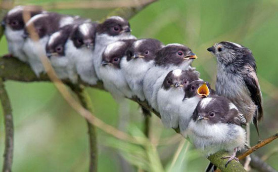 趣图：我是一只小小鸟