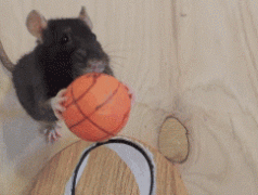 篮球竟没一只老鼠打的好