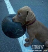 主人，球我捡回来了