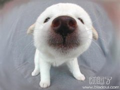 我销魂的朝天鼻