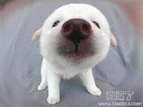 我销魂的朝天鼻