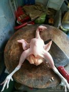 一只白白的鸡鸡啊！