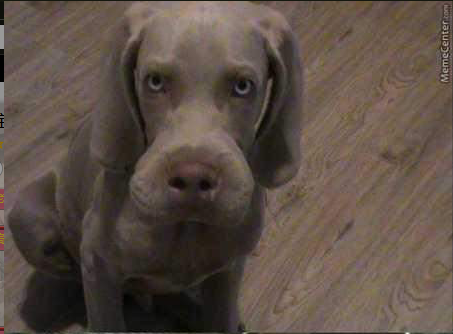 叫你不听话，被蜜蜂蛰了吧