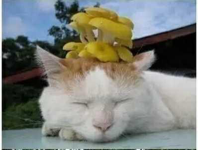 永远都是笑眯眯 永远都是笑眯眯