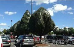 感觉这树树有些矫情了！