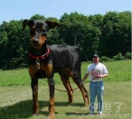 宠物狗,这是什么鬼! 宠物狗,这是什么鬼!